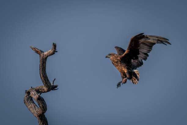 istock Tawny eagle approaches branch under blue sky 1486056415