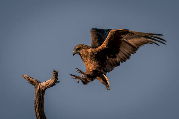 istock Tawny eagle about to land on branch 1486056441