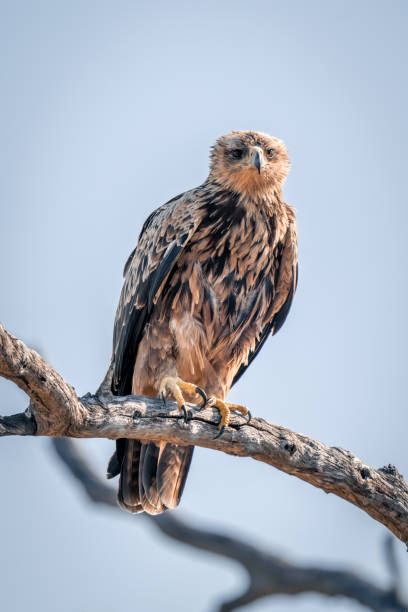 istock Tawny eagle lifting foot on dead branch 1486057045