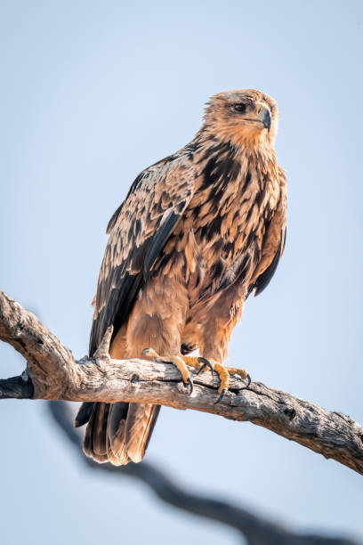 istock Tawny eagle in sunshine on dead branch 1486057052