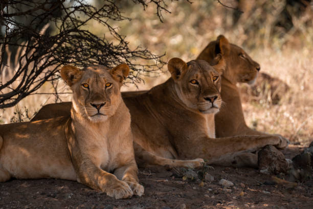 istock Three lionesses lie in shade of bush 1486058118