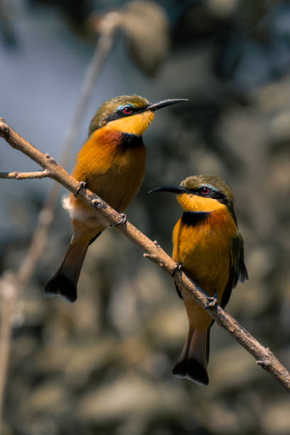 istock Two little bee-eaters face in different directions 1486058254