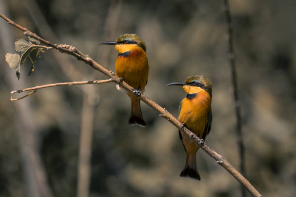 istock Two little bee-eaters face left on branch 1486058272