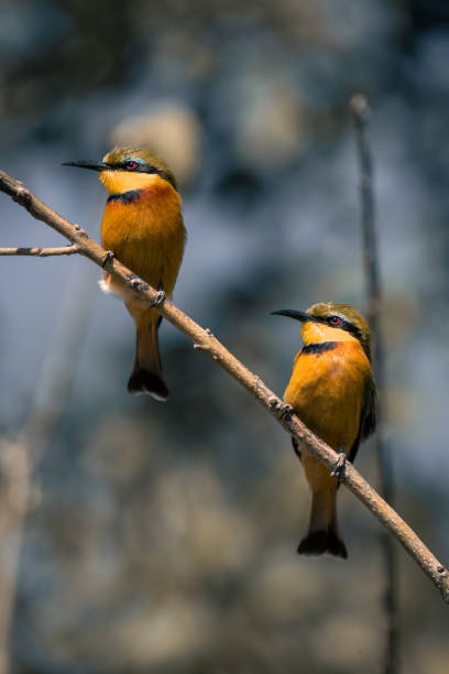 istock Two little bee-eaters match positions on branch 1486058279