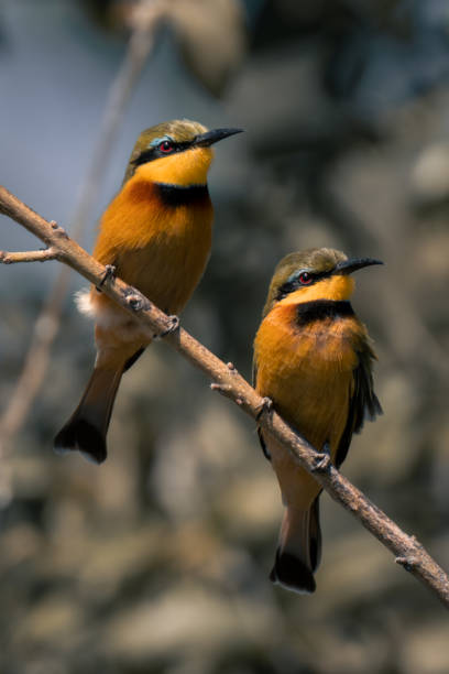 istock Two little bee-eaters on branch in sunshine 1486058298