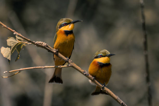 istock Two little bee-eaters on branch matching positions 1486058300