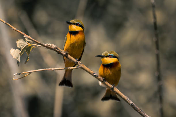 istock Two little bee-eaters on tree with catchlights 1486058317