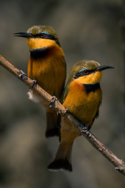 istock Two little bee-eaters on diagonal branch side-by-side 1486058318