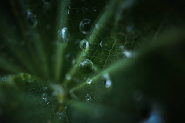 Close-up of water drops on a leaf