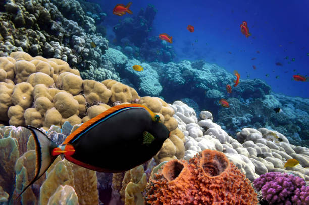 istock Wonderful and beautiful underwater world with corals 1486058821