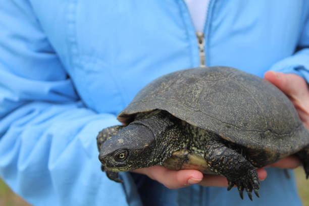 turtle - young animal sea life amphibians animals and pets zdjęcia i obrazy z banku zdjęć