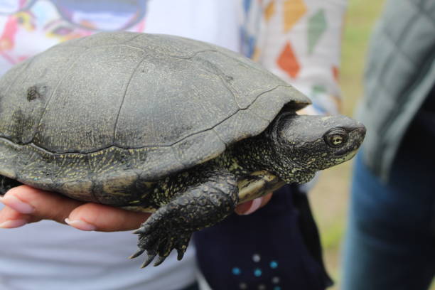 turtle - young animal sea life amphibians animals and pets zdjęcia i obrazy z banku zdjęć