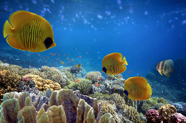 istock Wonderful and beautiful underwater world with corals 1486058874