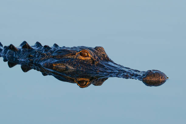Alligator at the Wakodahatchee Wetlands stock photo