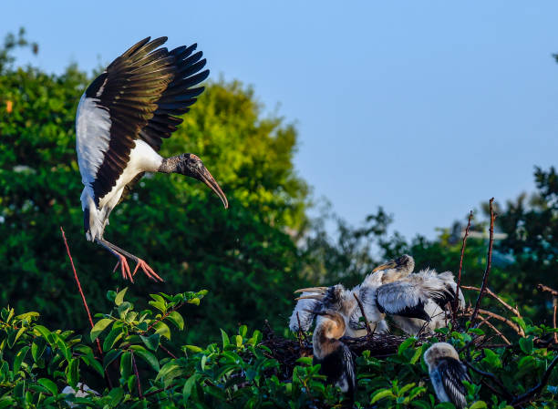 Wood Stork Landing at the Wakodahatchee Wetlands stock photo