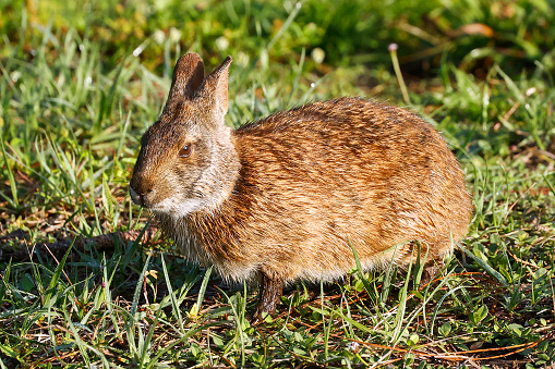 Rabbit at the Wakodahatchee Wetlands in Delray Beach, Florida.