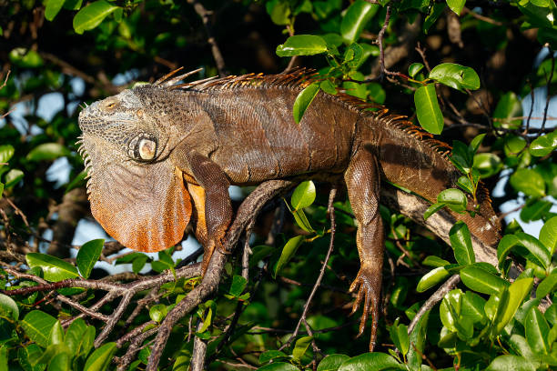 istock Iguana at Wakodahatchee Wetlands 1486061055