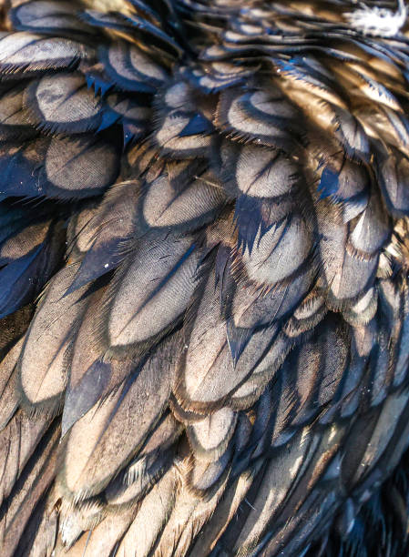 Bird Feathers at the Wakodahatchee Wetlands in Delray Beach, Florida.