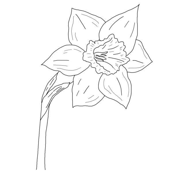 istock Drawing of narcissus bud macro, hand-drawn, linart. 1486061157