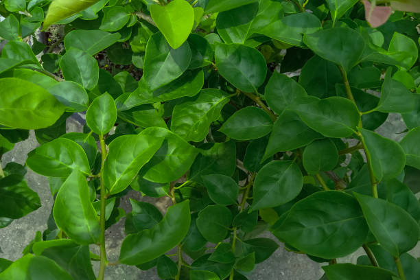 istock Green leaf for background stock photo 1486063910