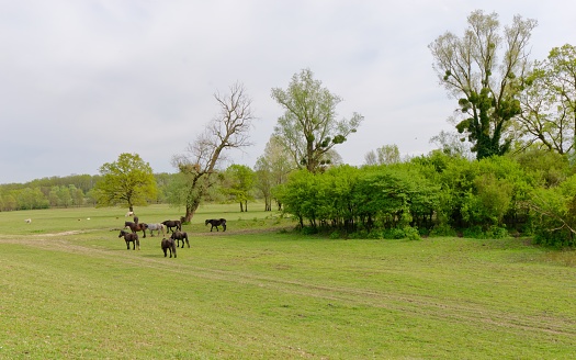 A group of horses graze in a lush grassy pasture in Lonjsko Polje Park in Repusnica, Croatia