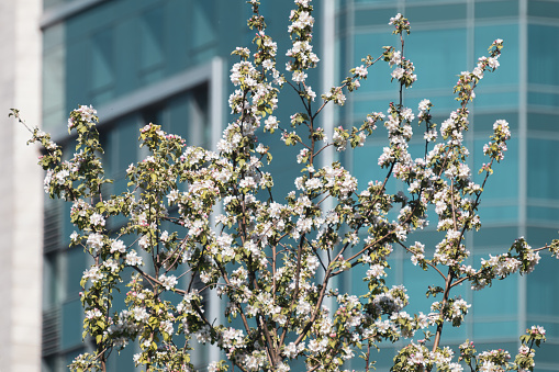 White apple tree blossom, flowers on branches with green leaves on blurred blue glass building facade background. Spring in city close-up