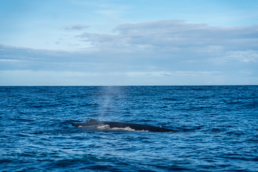 Close up of pilot whale breathing out the spray water in blue waters of Atlantic ocean in Azores. Lajes do Pico harbor.