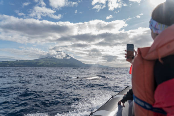 observation des baleines aux açores, femmes sur le bateau - individual event photos et images de collection