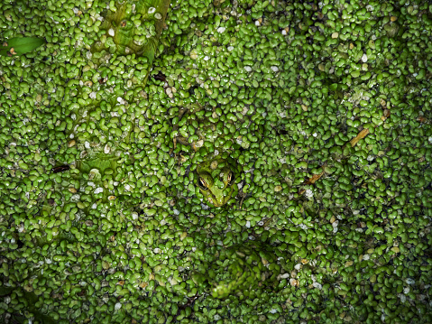 A green frog hides in marsh water under duckweed. Only the eyes of the frog are visible on the surface. natural camouflage. Protective cover from predators. View from above. Green background