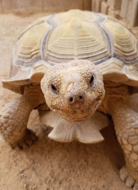 tartaruga del deserto felice - desert tortoise foto e immagini stock