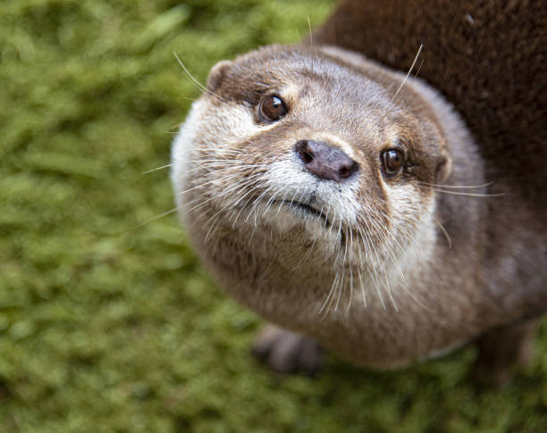 Cute face of a river otter