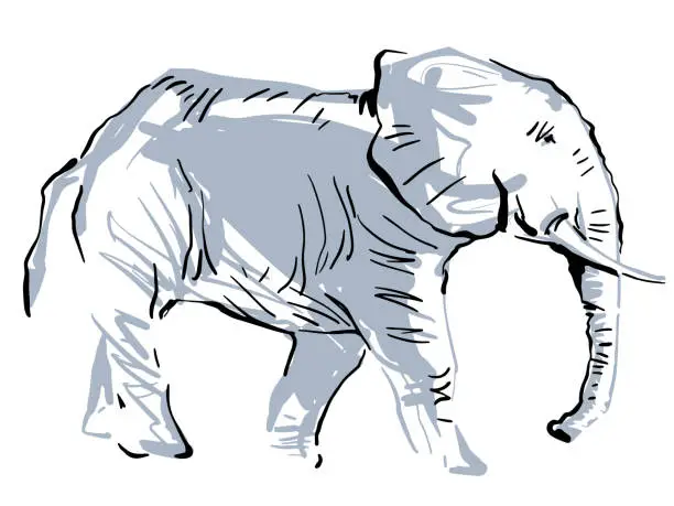 Vector illustration of Elephant Side View Ink Illustration