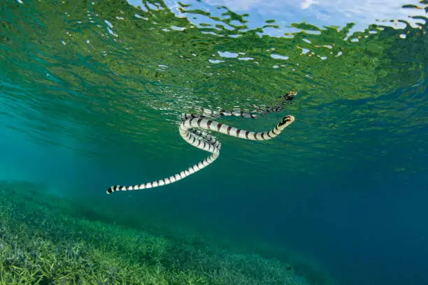 A Banded sea krait, Laticauda colubrina, rises to the surface of the sea in order to breathe. These highly venomous sea snakes are widespread and commonly found on coral reefs where they prey on fish.
