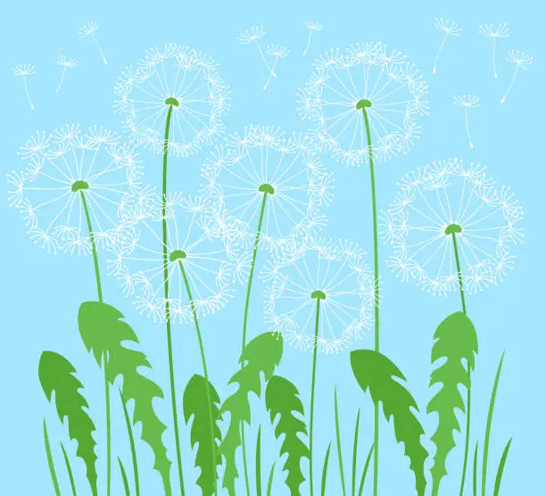 Vector illustration of Dandelion flying seeds meadow simple summer illustration flower plant nature design postcard poster