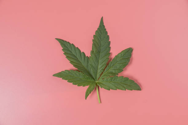 istock Weed, cannabis, hemp, marijuana leaf on colorful background. 1486072574