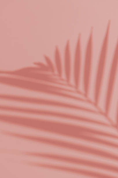 istock Palm leaves on pink background. 1486072625