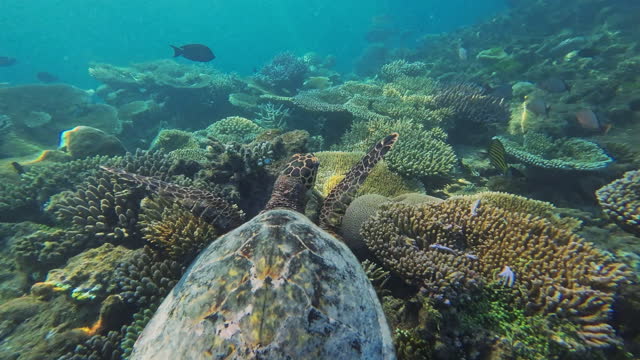 Hawksbill turtle swimming over coral reef