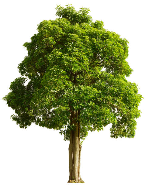 istock Trees isolated on white background, tropical trees isolated used for design, advertising and architecture 1486074864
