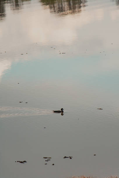black duck swimming alone in the lake