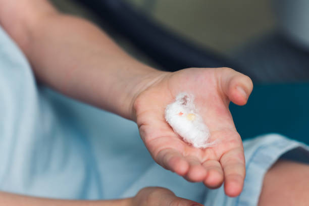 istock the child holds his torn temporary tooth in his hand. 1486076614
