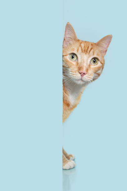istock Portrait hide ginger orange cat behind ablue pastel wall. 1486076837
