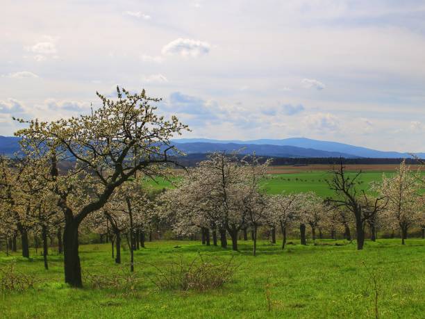 istock Blossoming cherry tree orchard near the Harz mountains in Germany 1486077684