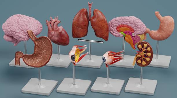 istock Realistic 3D Render of Anatomy Models 1486078568