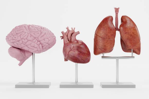 istock Realistic 3D Render of Anatomy Models 1486078569
