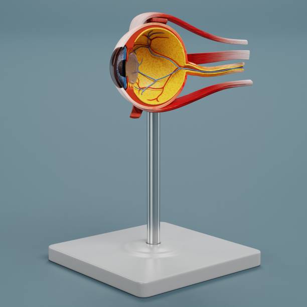 istock Realistic 3D Render of Eye Anatomy Model 1486078658