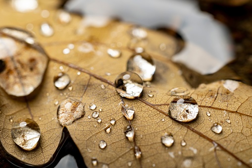 A macro shot of a dry autumn leaf with water droplets