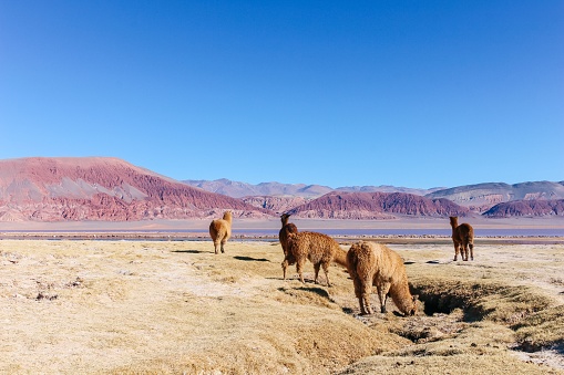 Guanaco, (Lama Guanicoe), south american camelid, in its habitat. Andes mountains, Villavicencio Nature Reserve, Mendoza, Argentina.