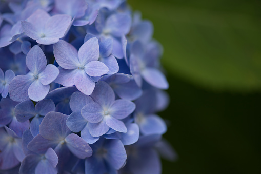 violet flower close up