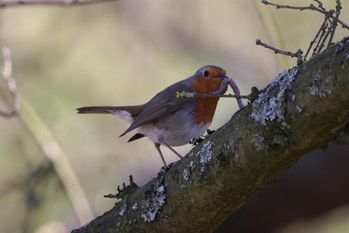 A beautiful shot of a Robin eating a worm on a tree trunk