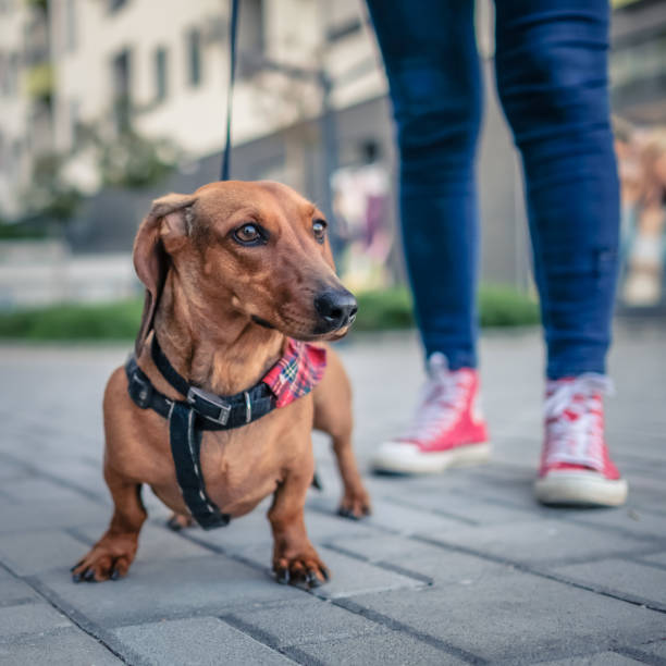 istock Small yellow dachshund standing on the road surrounded with buildings 1486084939